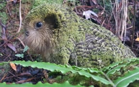 One of three kākāpō chicks fathered by Gulliver, who has rare Fiordland genes. The chick's mother is Suzanne.