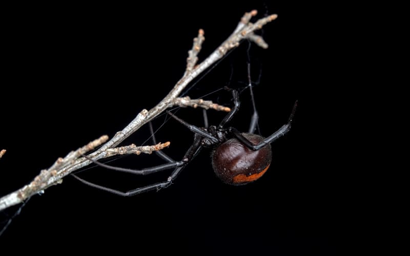 Chemical from female redback spiders could be used to trap males | RNZ
