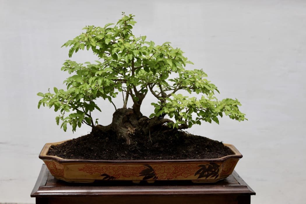 Dragon Bonsai Day 2024