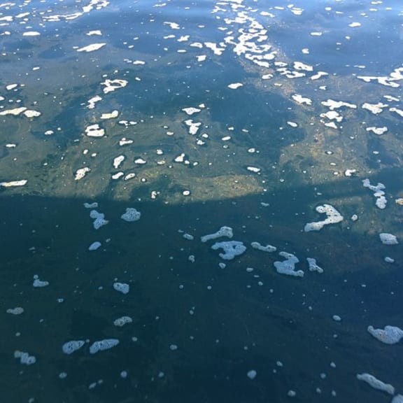 6 hectare patch of slime/lake snow in Stevensons Arm,  Lake Wanaka, June 2016