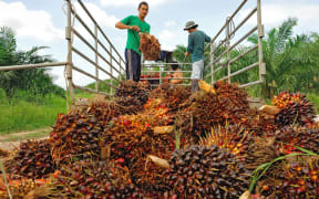 Workers throw oil palm fruit branch to the truck on Nov 05, 2009, Chumporn, Thailand.