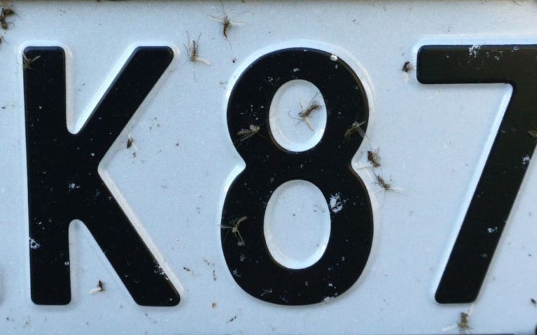 A Car licence plate with dead bugs stuck on it