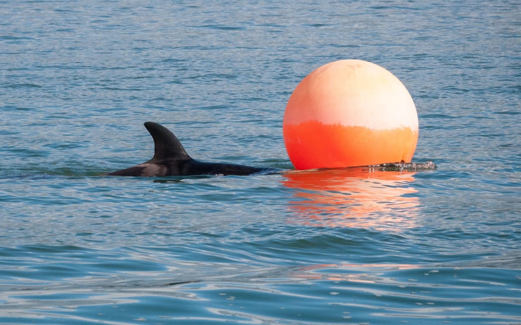 An orca calf separated from its pod swims in Tauranga Harbour.