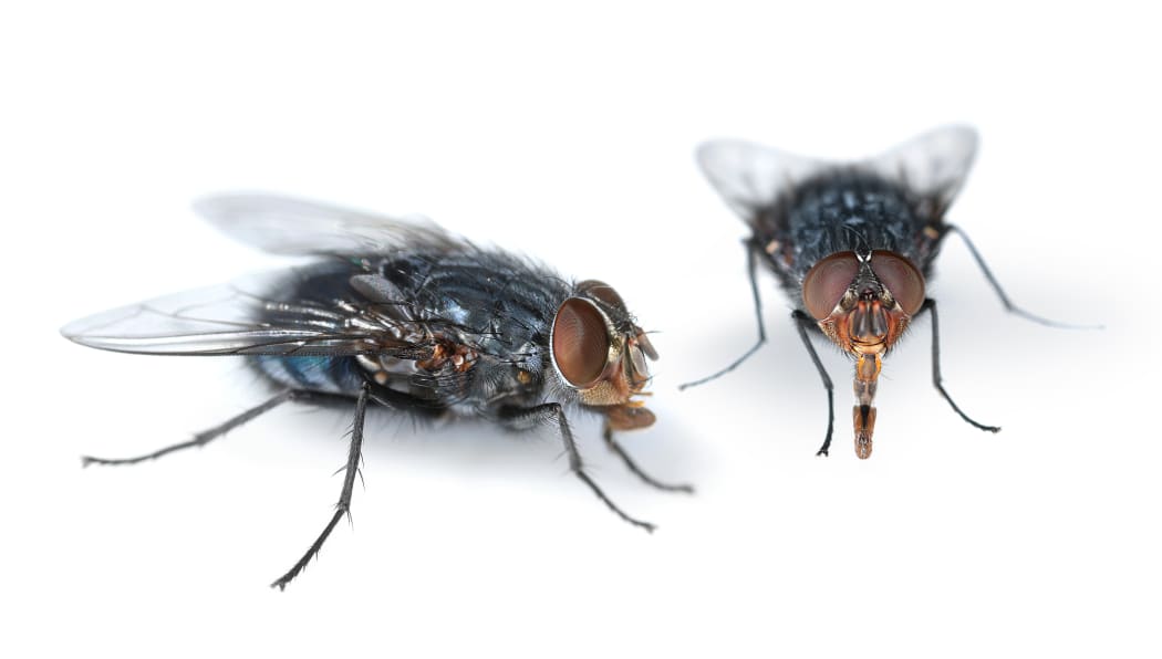 Two houseflies looking for feed on white background.