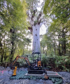 Workers building a new viewing platform next to Tāne Mahuta, New Zealand's largest surviving kauri tree.