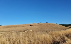 A parched paddock in southern Hawkes Bay