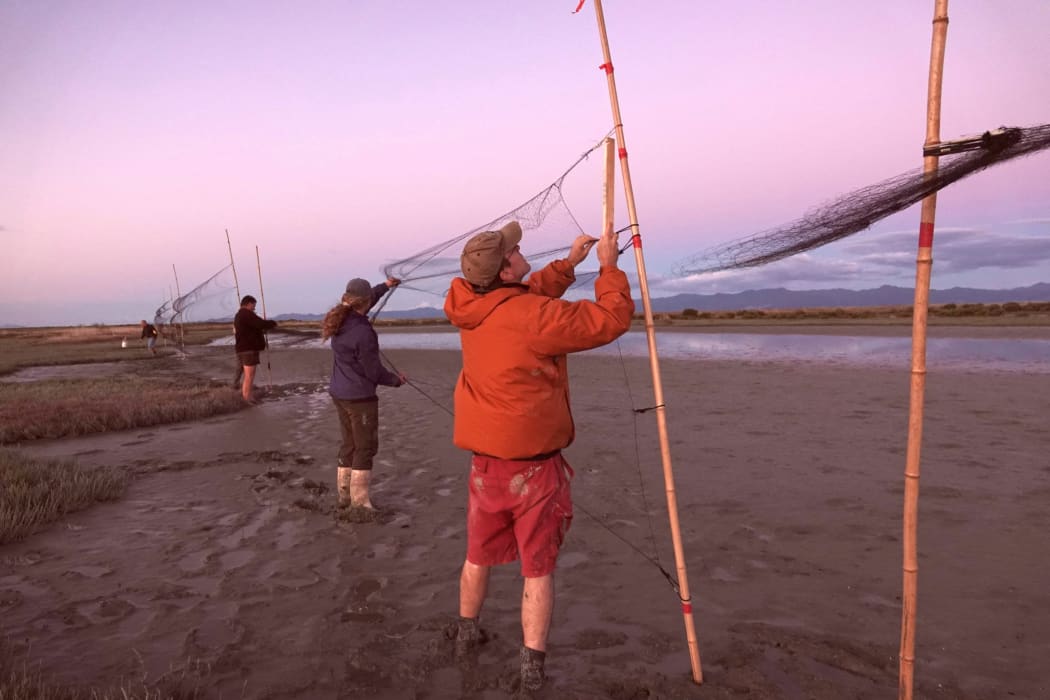 The team putting up fine mist nets at Miranda to try and catch kuriri or Pacific golden plovers.