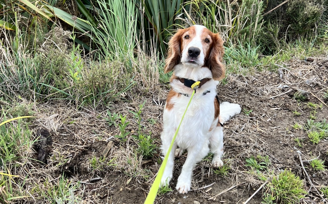 Vito sits when detecting the invasive Argentine ants species.