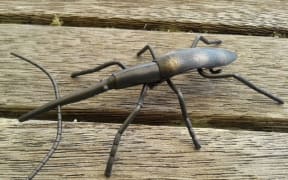 Silver giraffe weevil