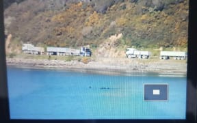 An observer at home in the hills beside Porirua Harbour monitors a pod of orca hunting sting rays.