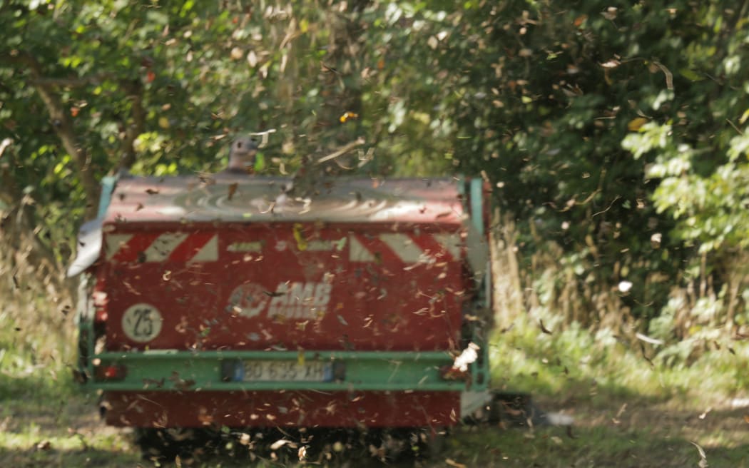 Walnut harvesting at Lightfoot Walnuts