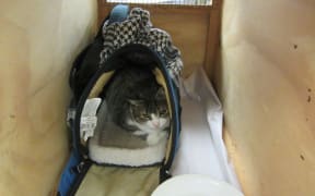 The smuggled cat, shortly before its return to Canada.