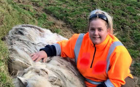 Suzy the sheep shortly after being captured, with Amie Ritchie, one of the people who caught the sheep.