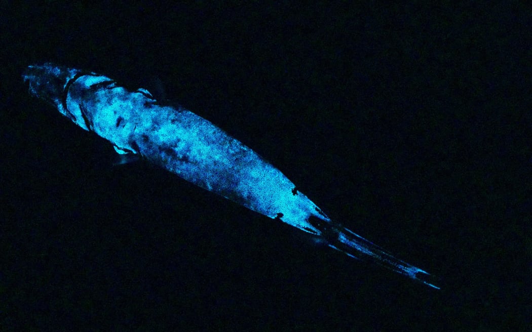 A single bioluminescent shark.