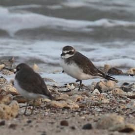 Photo for Greater sand plover