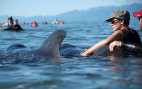 Volunteers guide stranded whales back to sea on 11 February 2017.
