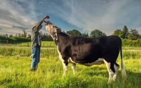 Andrew Johnstone with one of his cows.  Still from film "When the Cows Come Home"