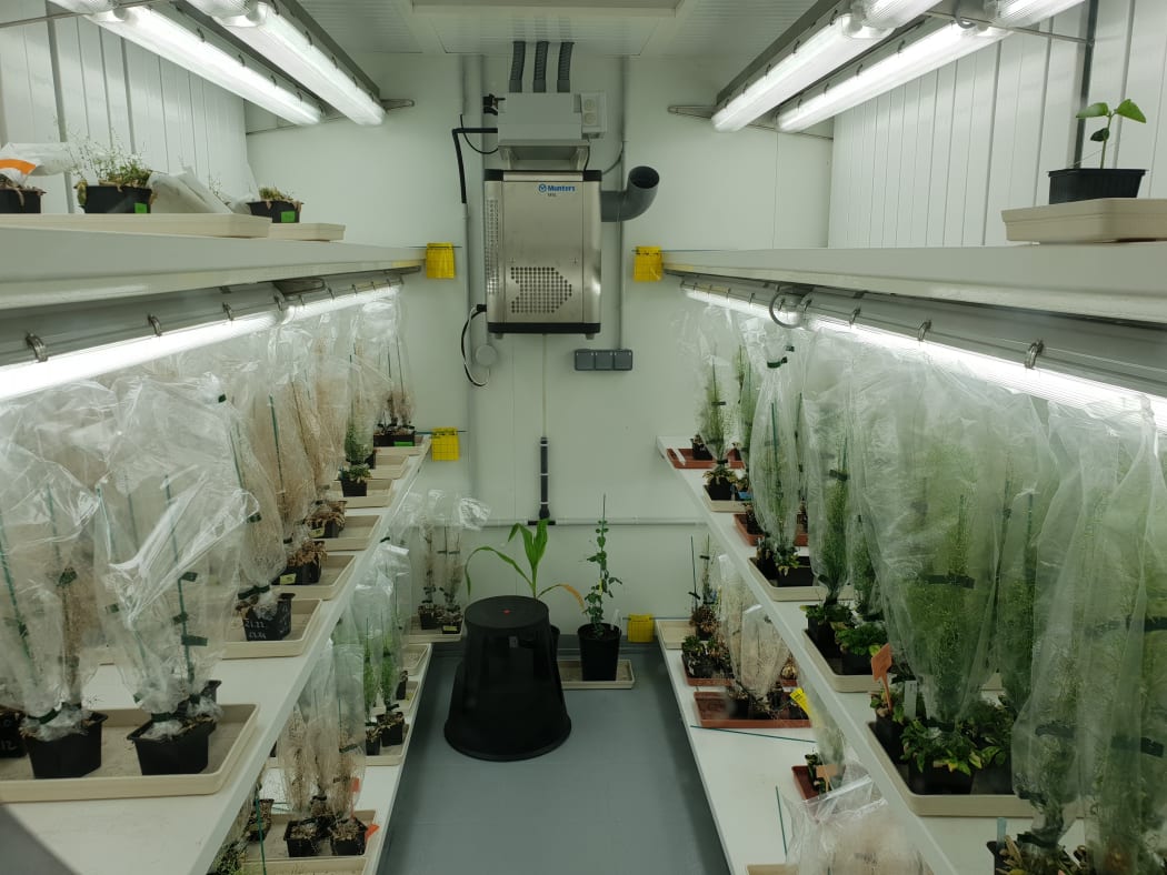 Olivier Panaud's plant breeding
