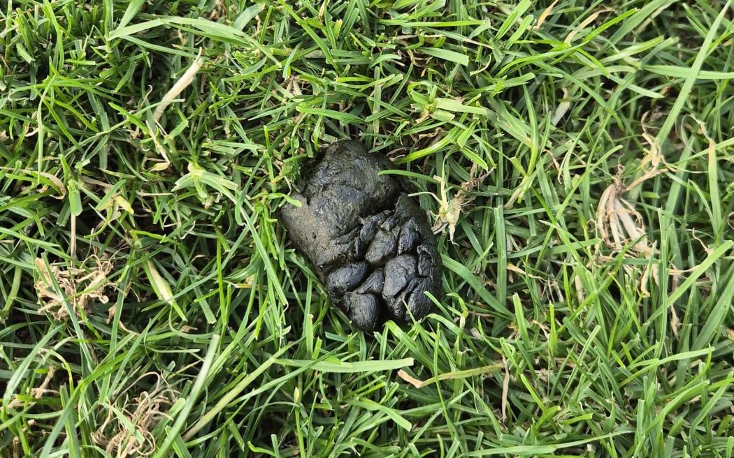 The perfect poo specimen.