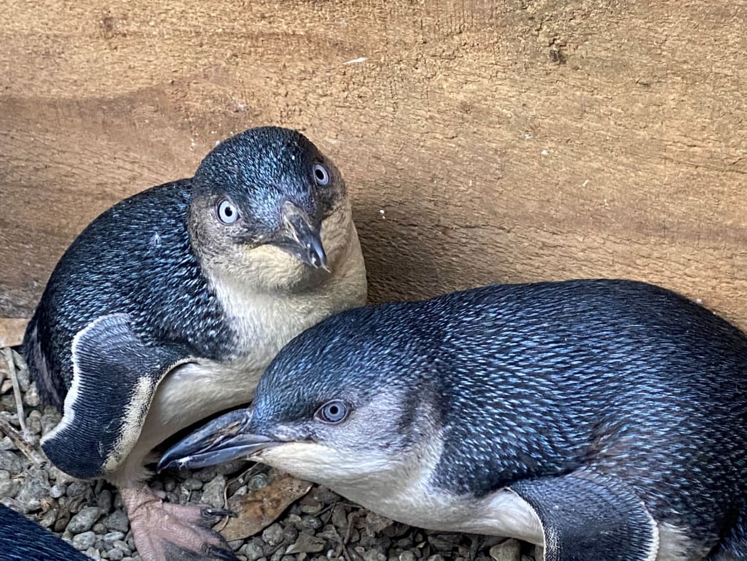 Little Blue Penguins