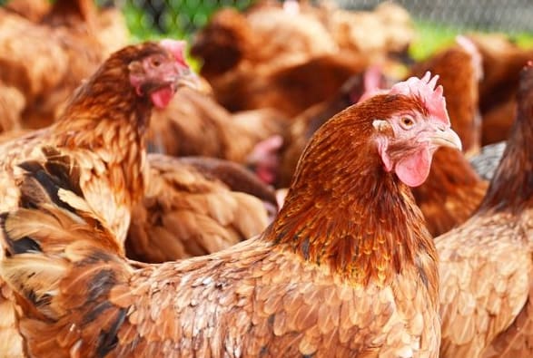 Chickens in a free-range poultry farm (file photo - country unspecified)