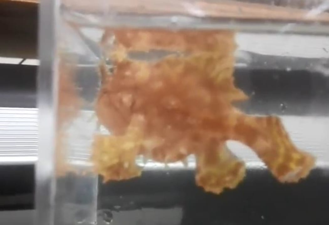 The sargassum weed fish.
