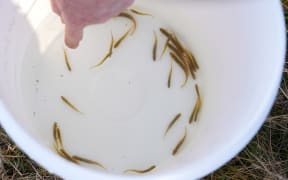 Looking down into a white plastic bucket with some clear water and about 20 brown thin fish. A person's hand points at one of the small brown fish.