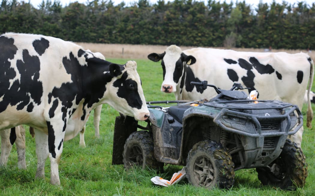 Sherraine Holsteins