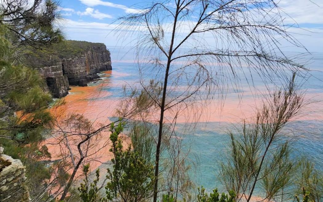 The algae has impacted broad parts of Tasmania's south-east coast.