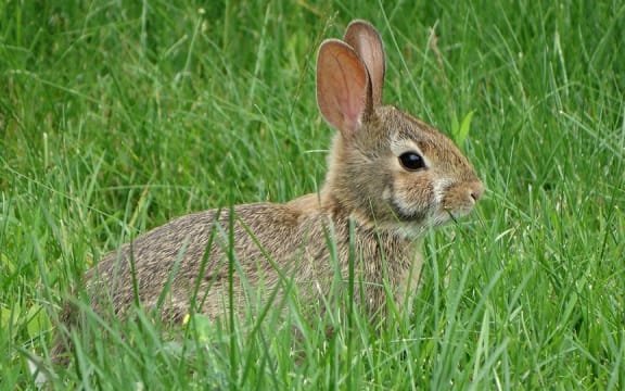 Rabbits are taking over Moeraki
