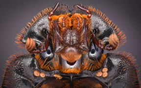 Extreme close-up of a dung beetle