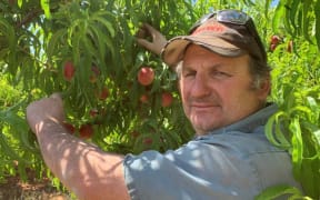 Michael Tripodi's crop of peaches at his northern Victorian orchard is in danger of cooking.