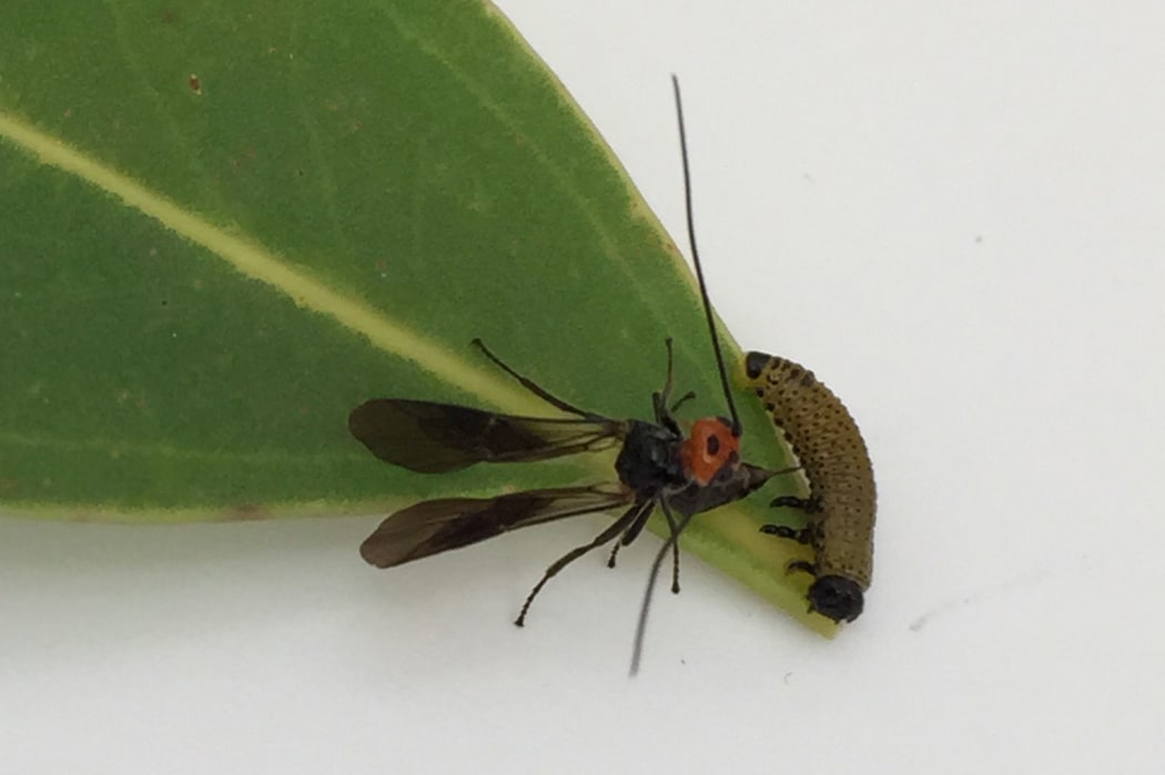 A female parasitic wasp (Eadya paropsidis) lays an egg in a eucalyptus tortoise beetle larva.