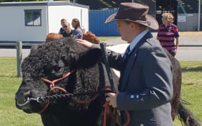 Marshall Stokes with a cow from his belted galloway stud