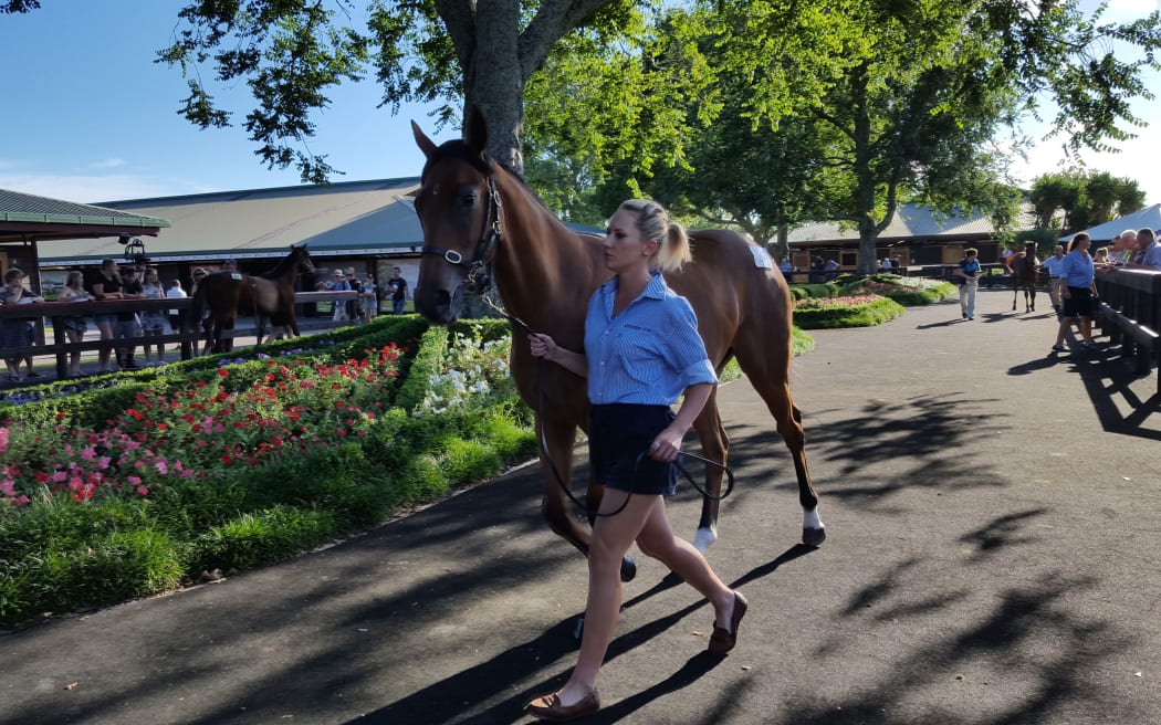 A yearling being paraded around the show ring at Karaka.
