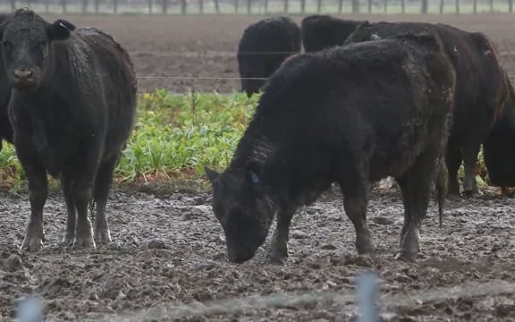 Cows grazing in muddy paddocks in winter 2022 - screenshot from SAFE video