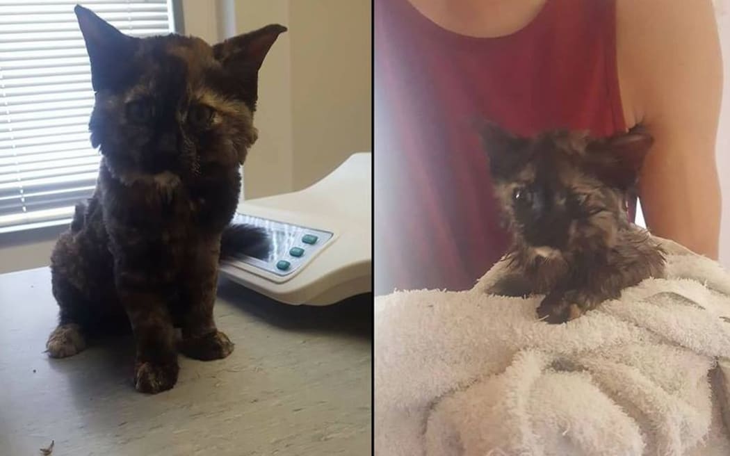 Haezel the cat was set on fire at its Gore home on Tuesday.