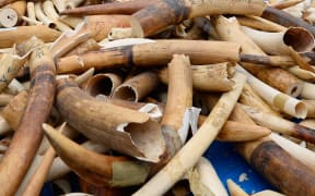 Ivory stockpile in Paris.