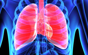 33982521 - human lungs