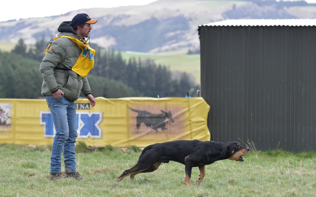 A dog asserts its authority at the trials.
