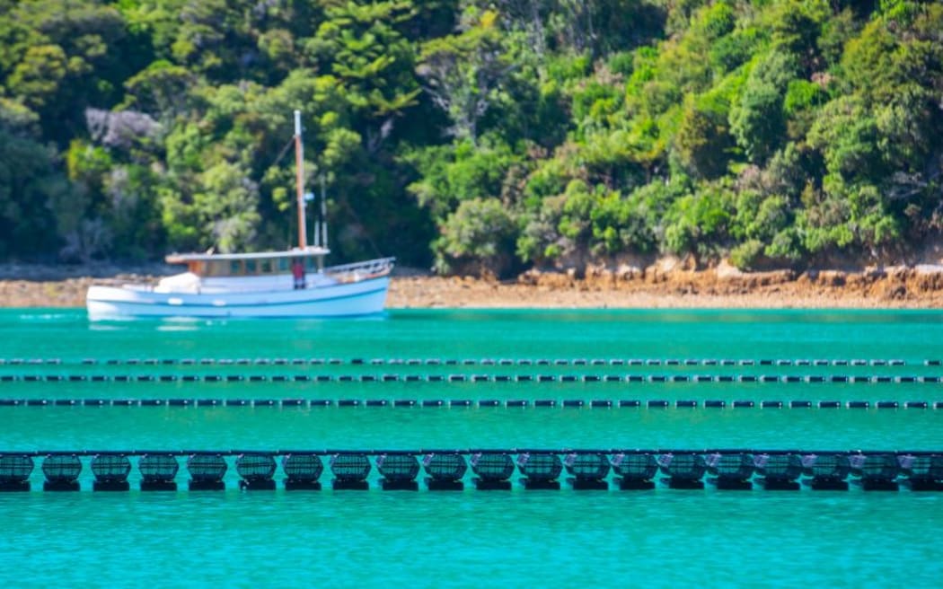 Aaron Pannell, Marlborough Oysters operation