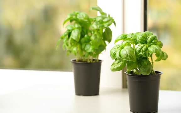 Fresh green basil in pots on window sill