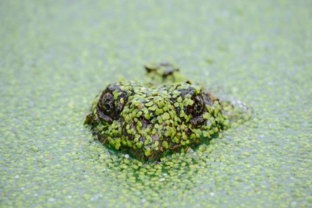 Frog Face 2