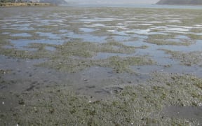 Porirua Harbour at low-tide.