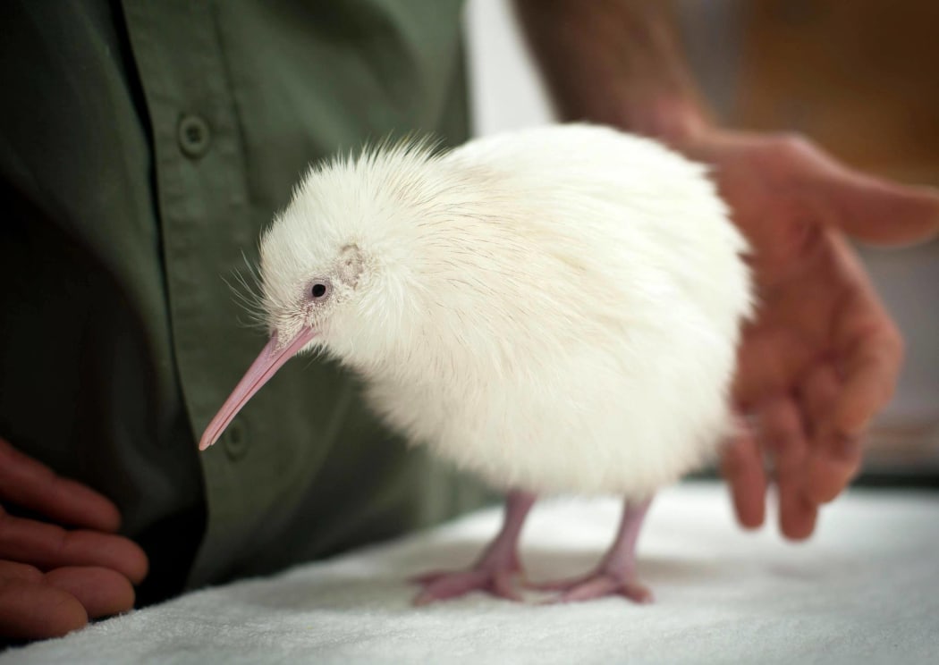 A white kiwi at the Pukaha Mt Bruce Wildlife Centre