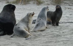 Male and female New Zealand sea lions