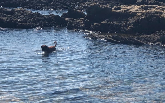 Caught on camera, a dog at Plimmerton Beach during summer ban.