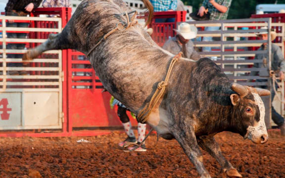 A brahma bull without a rider in a rodeo.