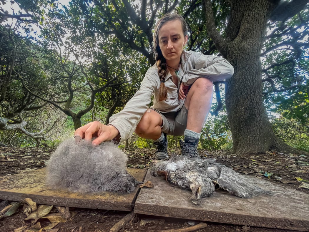 Edin is looking at some dead Rako chicks on the Poor Knights Island.