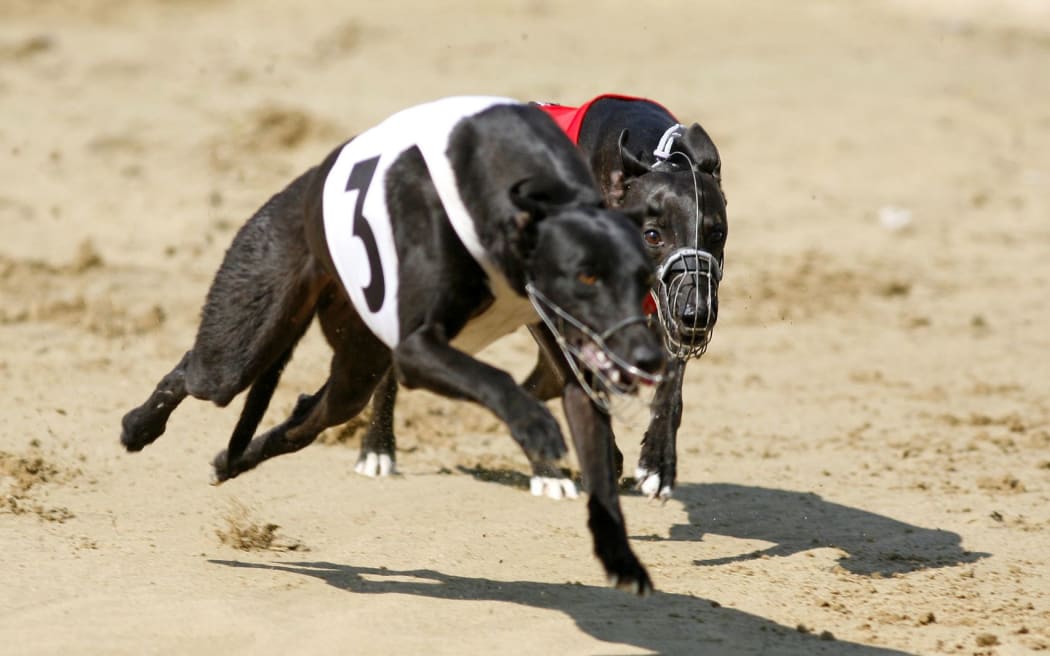 Greyhound racing